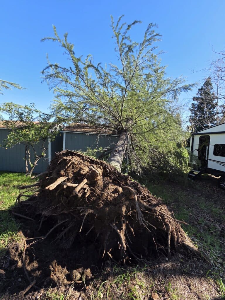 Tree removal project in Carmichael, CA