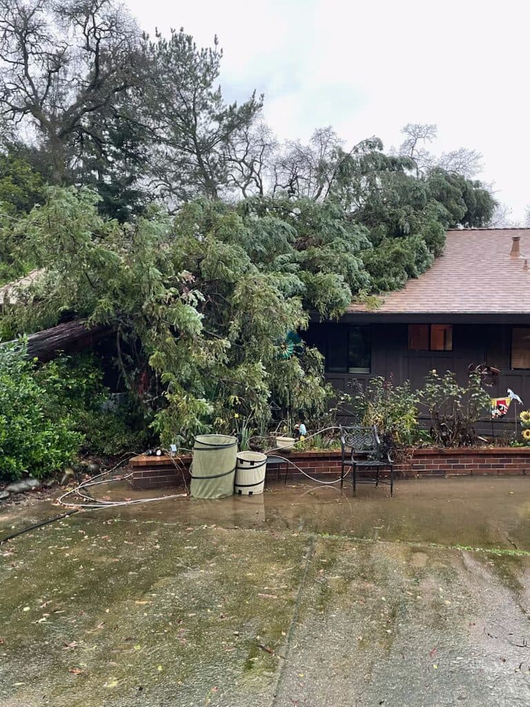 Tree removal project in Citrus Heights, CA