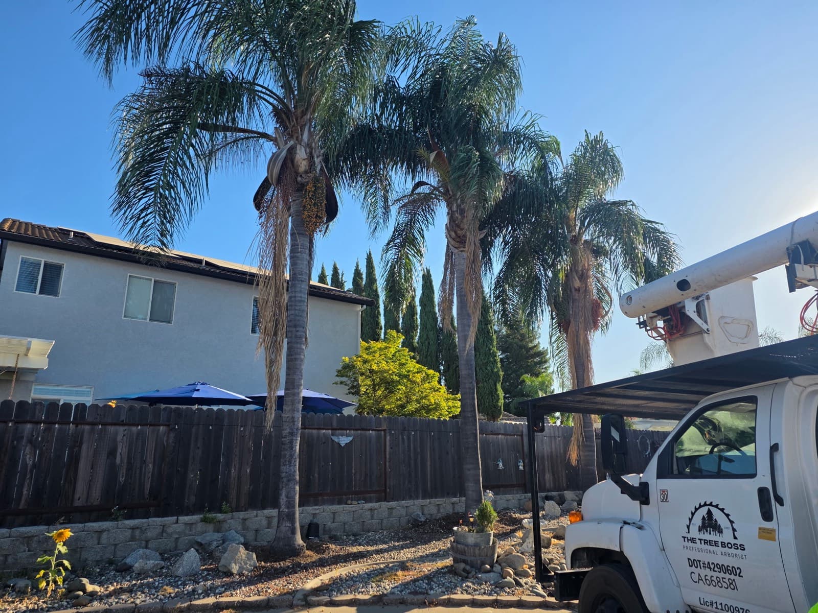 Pine Tree Removal